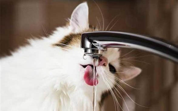 猫咪得了猫瘟初期症状