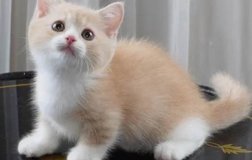 猫咪拉稀打喷嚏流鼻涕怎么办