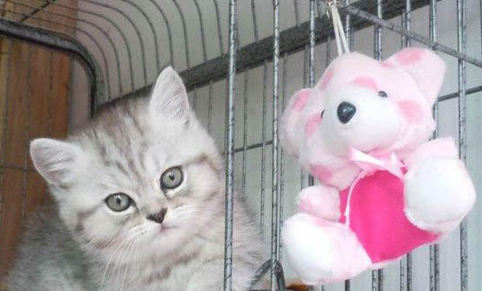 猫咪乱尿有什么解决方法