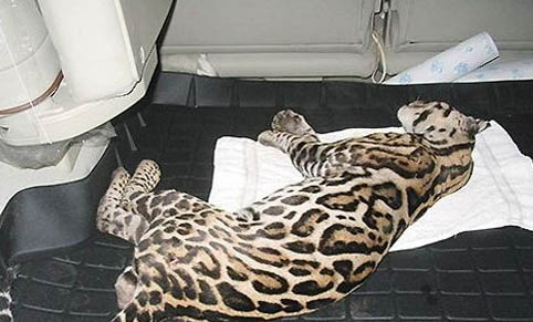 猫打喷嚏不吃东西吐是什么原因