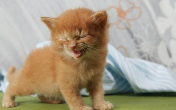 猫咪好像打喷嚏一抽一抽的