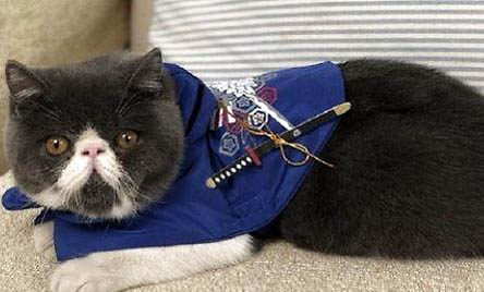 猫体外驱虫药多久挥发完正常