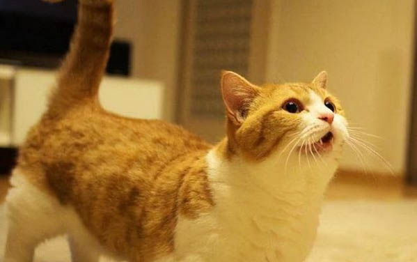 猫咪鼻子不通气怎么办