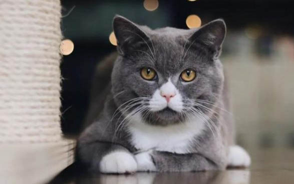 四个月猫咪体内驱虫吃多少比较好