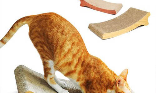 猫咪喂养的注意事项