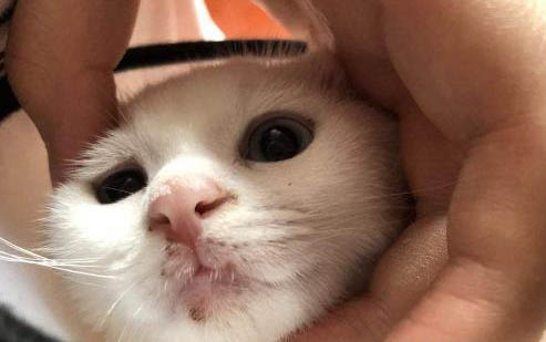狗狗拉稀是什么原因及处理方法