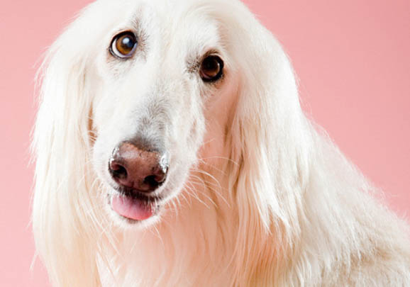 阿富汗猎犬拉稀带血的原因及处理方法