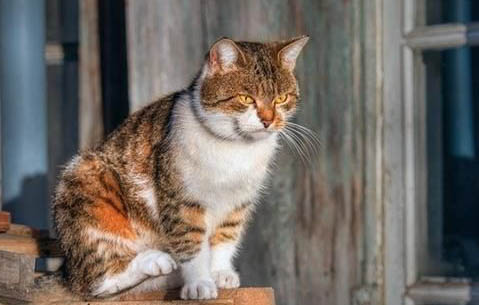 两个月大的猫咪感冒了会自己好吗