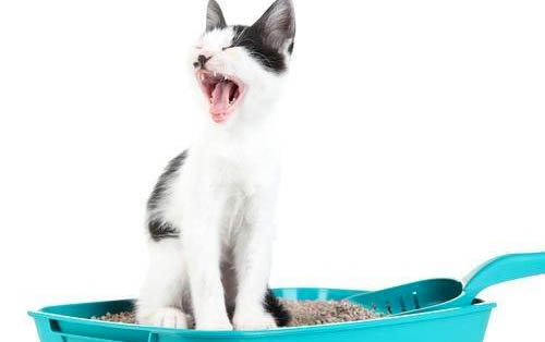 两个月的猫突然吐了怎么回事