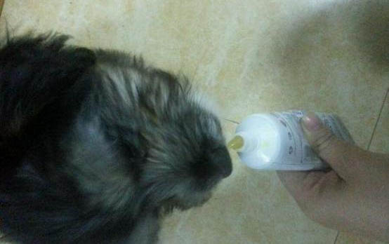 黑狼犬多少钱一只幼犬