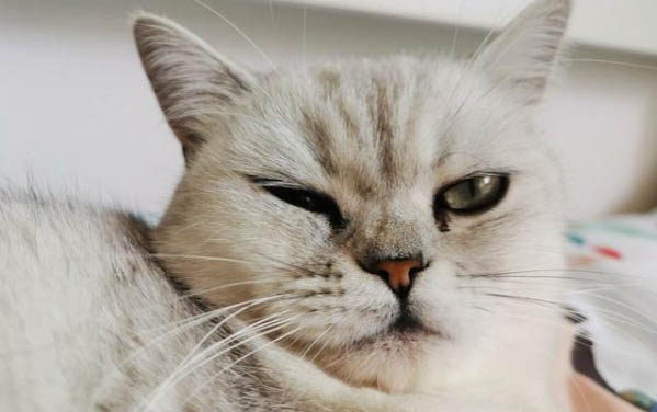 小猫喉咙里咕咕咕咕是什么原因