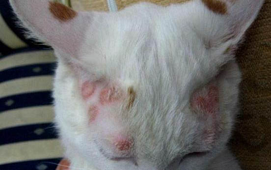 小猫40天可以抱走吗