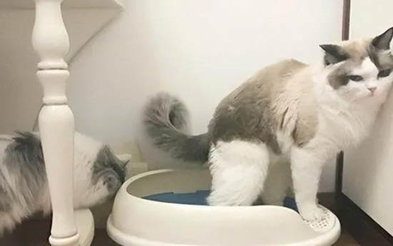 猫多久驱一次虫?