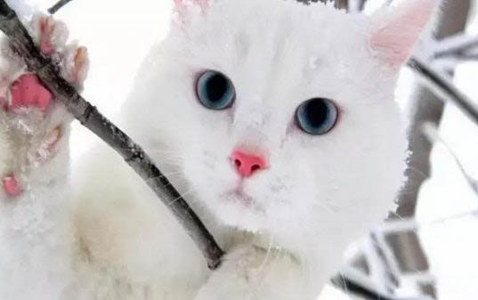 请问猫咪呕吐的原因及处理方法?