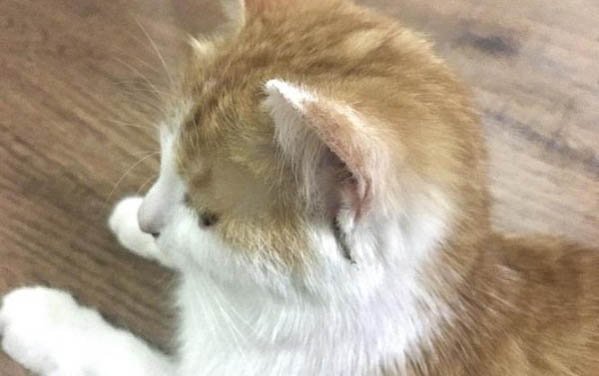 猫适合的室温是多少度?它喜欢在哪种环境下生活?