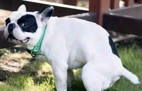 犬瘟要多久才能停药