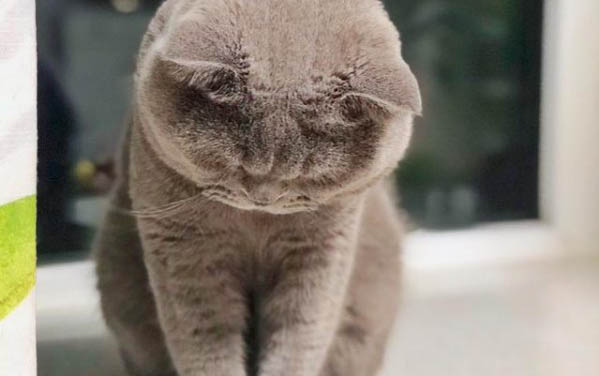 猫咪生产时不让主人离开