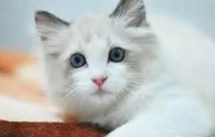 猫咪都需要打哪些疫苗