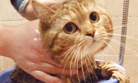 猫咪头上有红色结痂是什么原因