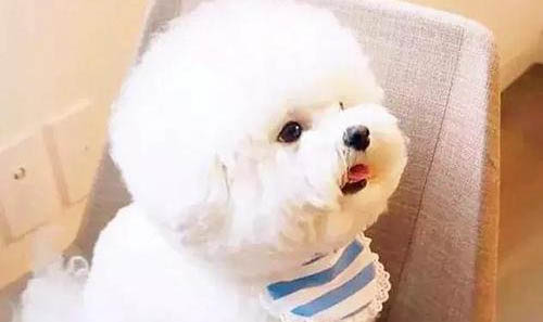 比熊犬要不要断尾