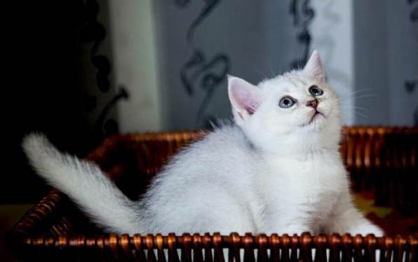 请问猫咪呕吐的原因及处理方法?