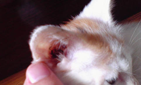猫咪爪子受伤了怎么办