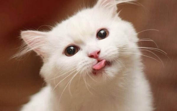 猫咪一天适合吃多少