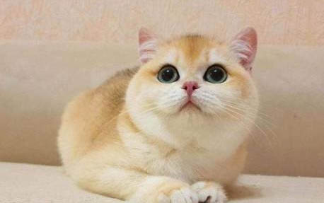 猫咪阵痛多久才能生产