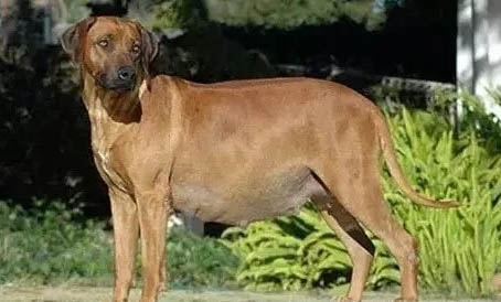 怎么看狗狗的年龄?