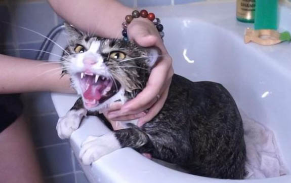猫咪鼻支炎的症状表现有哪些