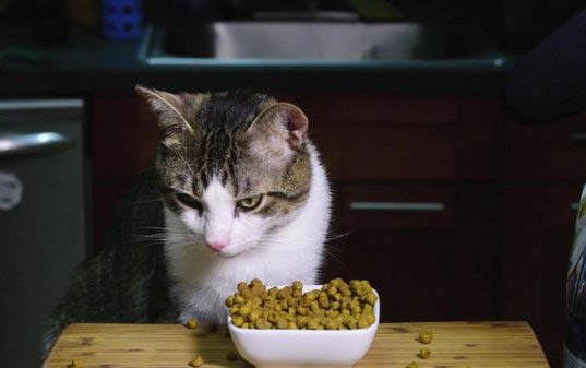 猫咪为什么那么喜欢薄荷球呢