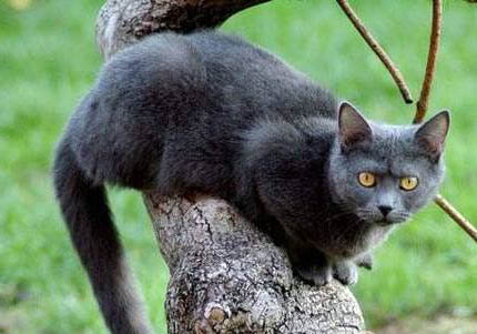 猫咪拉屎太臭怎么办啊