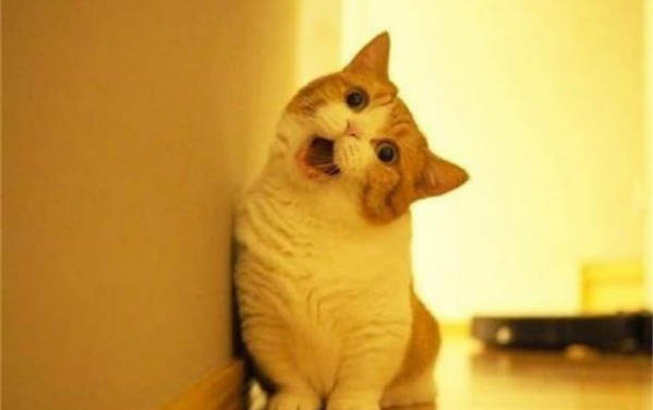 小猫出生多久眼睛变色？