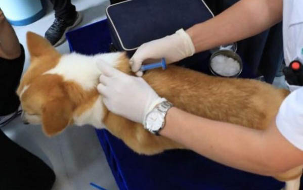 狗狗鼻炎症状有哪些