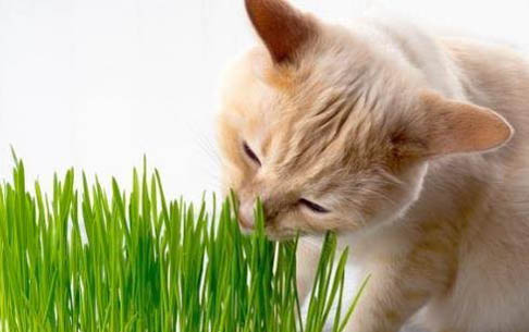 猫咪为什么会吃猫砂