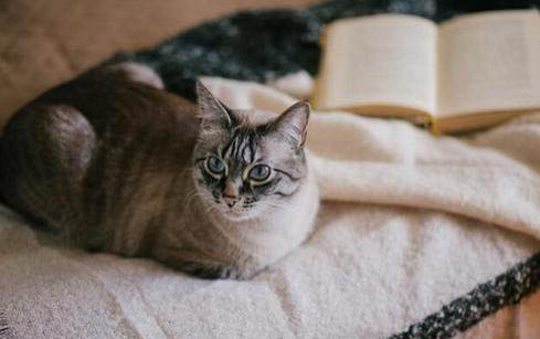 猫咪身上为什么有虱子呢怎么办