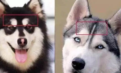 阿拉斯加犬性格