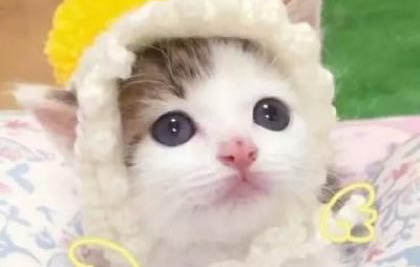 人工喂养小奶猫技巧