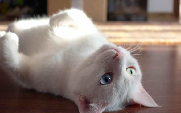 猫咪为什么有泪痕