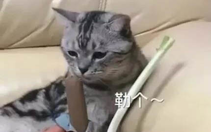 哈士奇和金毛哪个好养