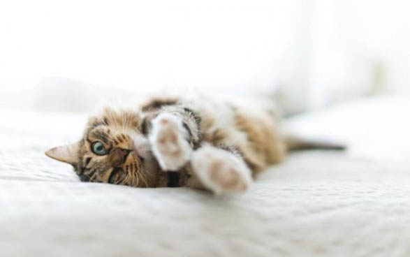 猫咪不吃东西无精打采