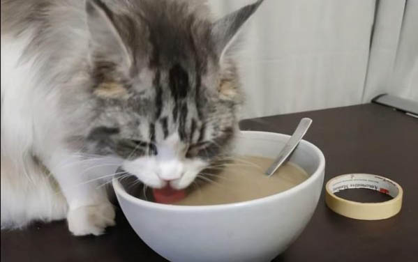 猫咪吃了几口猫粮就刨地怎么回事