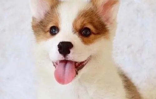 柯基犬多久驱虫一次