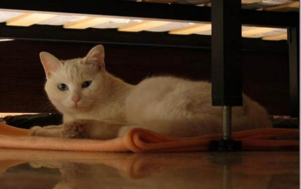 猫咪能承受30度高温吗?