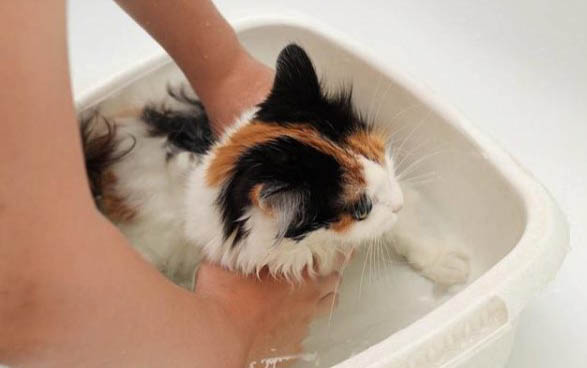 猫咪为什么会缩小