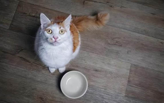 怎么判断小猫长大好不好看