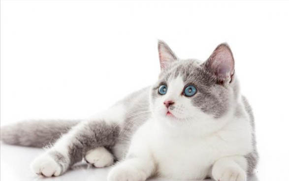 小猫粘人不肯自己睡