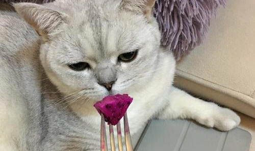 猫咪可以吃蛋糕奶油吗