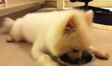 为什么狗狗不能吃李子