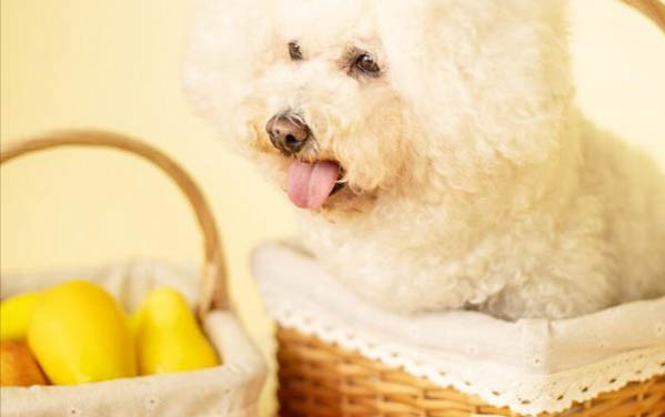 比熊犬眼睛有眼屎的原因及处理方法